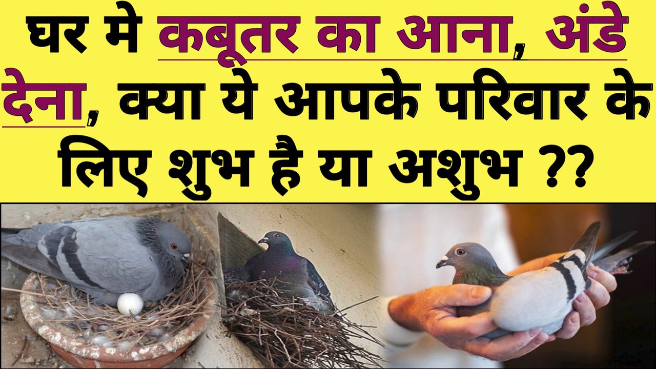घर में कबूतरों का आना, उनका अंडा देना शुभ या अशुभ kabootar ka ghar me aana shubh ya ashubh.