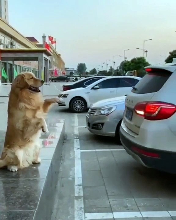 funny dog