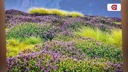 Kerala: Sons take 87 year old Mother on shoulders to witness Neelakurinji bloom in Kallipara