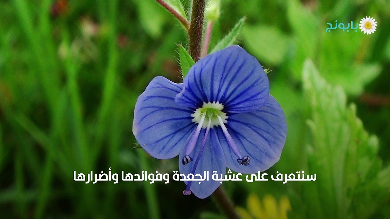 عشبة الجعدة ماهي وما فوائدها وأضرارها؟ - فيديو Dailymotion