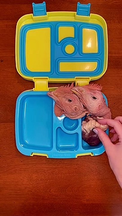 Tik Tok lunchbox