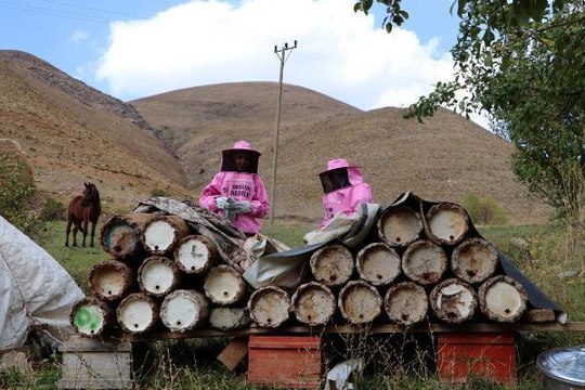 PEMBE KIYAFETLİ KADINLAR, KARA KOVAN BAL HASADINA BAŞLADI