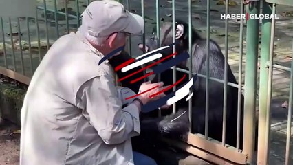 Sosyal medyada gündem oldu... Veteriner 25 yıl önce hayatını kurtardığı şempanzeyle böyle vedalaştı