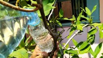 cara mencangkok pohon jambu air dengan cara yang paling mudah