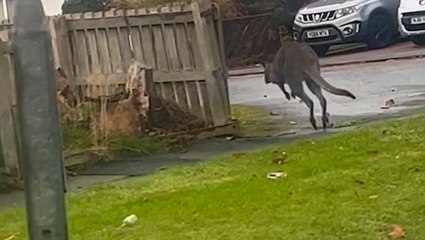 Wallaby hops through Gateshead in second marsupial spotting in three years