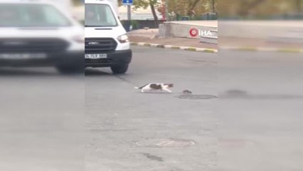 Son dakika 3. sayfa: Kartal'da trafikte kedi ile farenin kavgası sürücülere zor anlar yaşattı