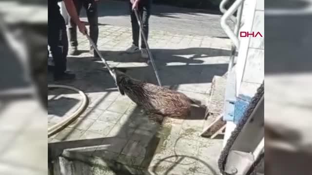 Son dakika haberleri | ARITMA TESİSİNDEKİ KANALA DÜŞEN DOMUZ İTFAİYE EKİPLERİNCE KURTARILDI