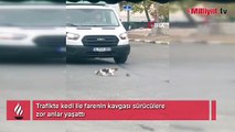 Kedi ile farenin kavgası sürücülere zor anlar yaşattı