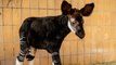 Zoo d'Anvers : naissance exceptionnelle d'un bébé okapi pas comme les autres