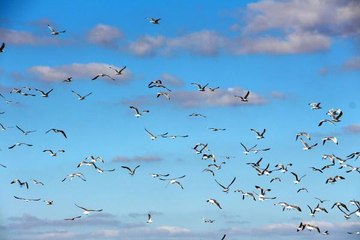 'EDİRNE'DE MARTILARIN YEDİĞİ KUMRULARIN POPÜLASYONU YÜZDE 60 AZALDI'