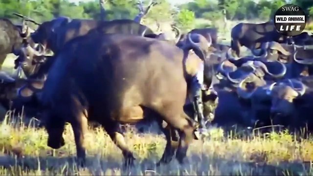 Pitiful ! Baboon Is Brutally Attacked For Stealing Leopard's Prey And What Happens Next