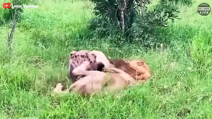 Tragic ! The Hyena Noise Makes The Lion Angry And What Happens Next