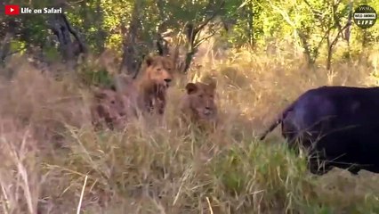 Surprise ! Unbelievable Ending When Monitor Lizard Challenges The Lion King   Wild Animal Life