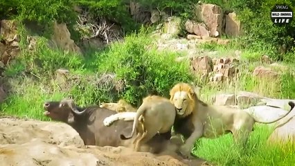 The Cruel Lion Attacks The Abandoned Baby Buffalo And What Happens
