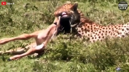 Wildebeest Injured After Escaping From Crocodile Jaws And Ending   Wild Animal Life