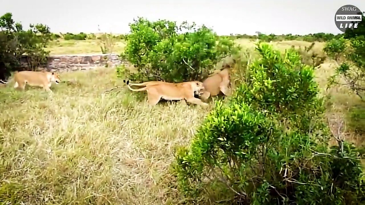 Impossible ! Hippo Fights Fiercely With Lions To Protect Lion Cubs   Wild Animal Life
