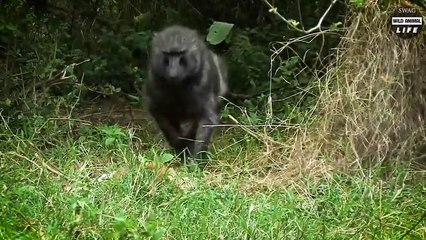 Look What Happens When Evil Baboon Kidnaps And Eats Baby Impala