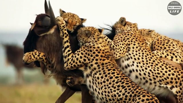 Claws vs Horns Look What Happen When Prey Take Down Predator With Their Horns Official Trailer