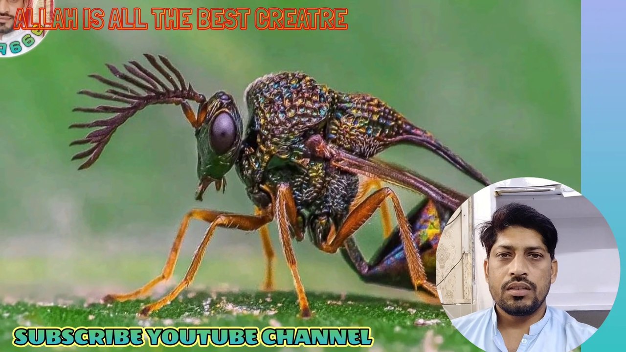 picture of bird  II BEAUTIFUL BIRD IMAGES II BEAUTIFUL BIRD PICTURE