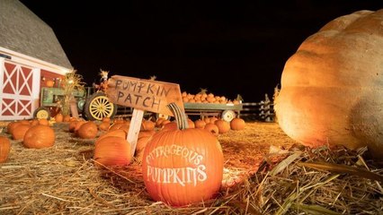 Incroyables citrouilles