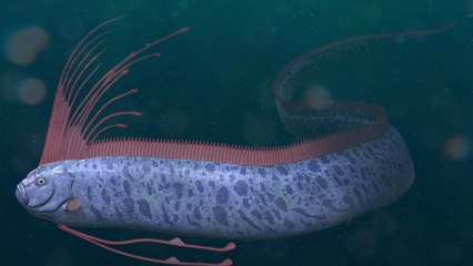 Beängstigender Tiefseefisch gefangen - ein schlechtes Omen?