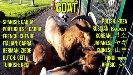 THE PETTING ZOO ANIMALS - Children's Zoo Farm | Kiddypedia's Animal Sounds for Kids