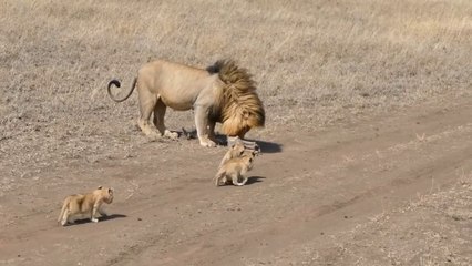 Lion Father Trying To Throw Away His Cubs