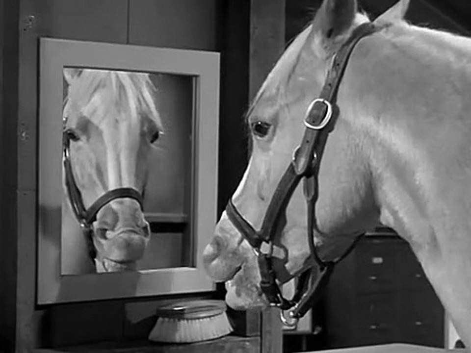 Mr. Ed Staffel 2 Folge 13 HD Deutsch