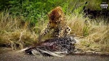 Look What Happens When Leopard Risks His Life Hunting Porcupine