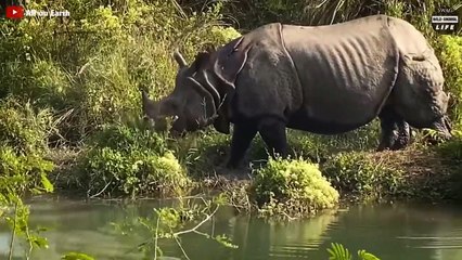 Look What Happens When The Crocodile's Brutal Moment Hunts The Wrong Prey
