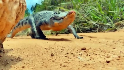 Mortal Battle! Crocodile Gave a Fatal Bite That Made Python Give Up The Battle - Crocodile Vs Python
