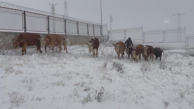 Kardan korunmaya çalışan büyükbaş hayvanlar, karayolu bahçesine sığındı