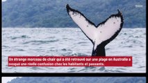 Australie : un morceau de chair géant retrouvé sur une plage provoque la confusion !
