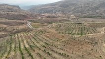 Sivas haberleri: Sivas'ta bir çiftçinin kurduğu 31 bin ceviz ağacı bulunan bahçede ilk hasat yapıldı