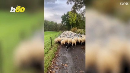 Nothing Can Stop This Sheepdog From Working