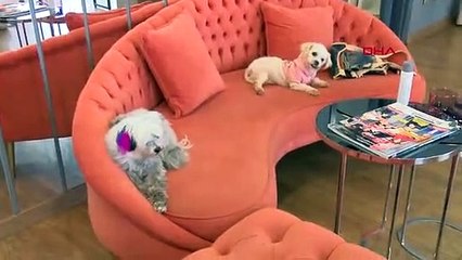 Köpek havlamasından rahatsız oldu, hayvansever kadını darbetti