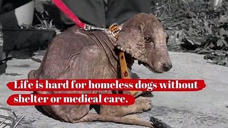 Help Animal Rahat Rescue Dogs2022#