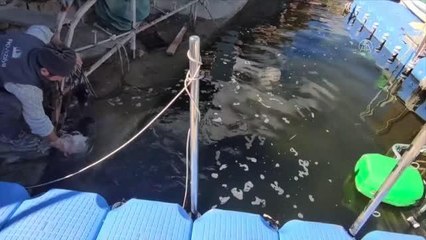 Amatör balıkçılar oltayla 38 ve 43 kilogramlık yayın balıkları yakaladı