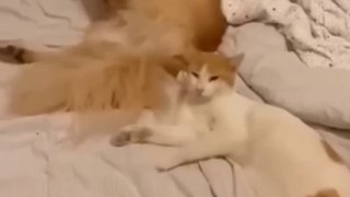 Funny animals videos 2022- Funniest Cats and Dogs videos