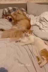 Funny animals videos 2022- Funniest Cats and Dogs videos