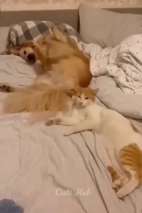 Funny animals videos 2022- Funniest Cats and Dogs videos