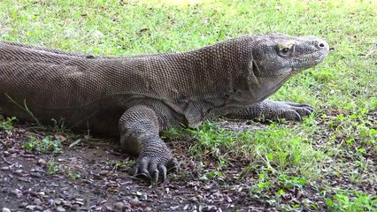 Komodo National Park, Nusa Tenggara Timur, Indonesia