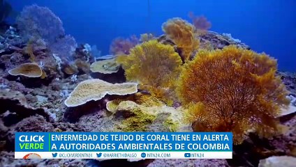 Corales siguen en peligro
