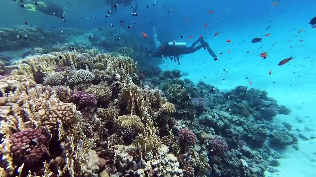 Das Rote Meer als womöglich letztes Refugium für Korallen