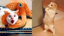 Cute &Funniest Pet's Compilation 2022/Funniest Cats Try not to laugh impossible