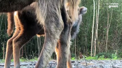 Wild baby bison born in the UK for first time in thousands of years after surprise pregnancy