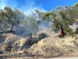 Son dakika haber: Balıkesir'de zeytinlik yangını kısa sürede kontrol altına alındı
