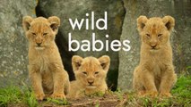Wild Animals Junior Series | Episode 2: Alone at home  سلسلة صغار الحيوانات البرية | الحلقة 2: وحدها في المنزل