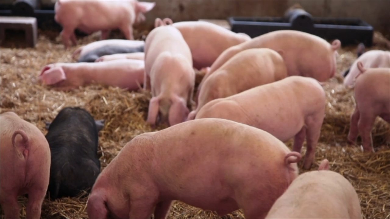 Bayern: bewusstloses ehepaar in schweinestall