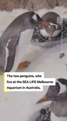 Two Male Penguins Rekindle Their Romance for Nesting Season